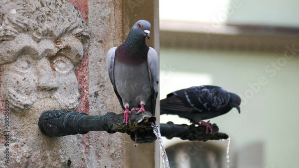 Obraz dove, pigeon sits at the well