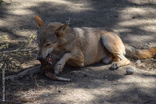 Obraz wolf in the forest