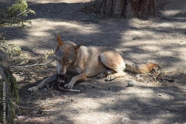 Obraz wolf in the woods