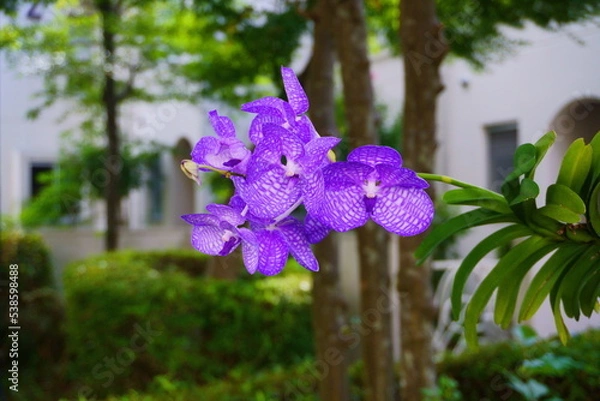 Obraz 綺麗な洋蘭、バンダ