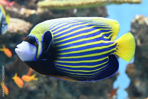 Obraz 縞模様が美しいタテジマキンチャクダイ