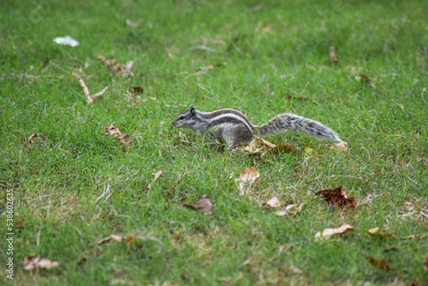 Obraz squirrel in the grass