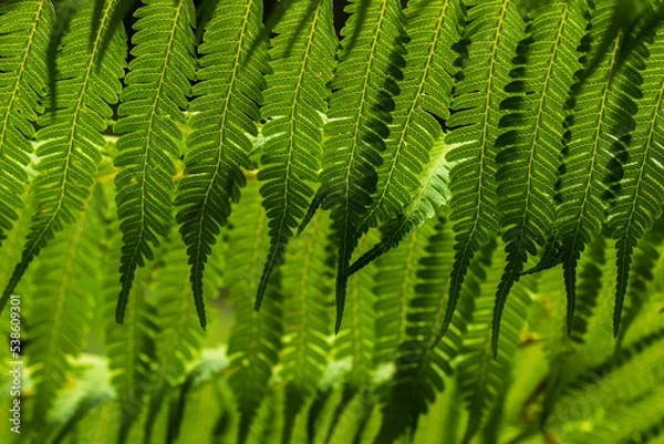 Fototapeta Nature of green fern leaves in garden at summer with sunlight. Natural green leaf plants using as spring background environment ecology or greenery wallpaper.
