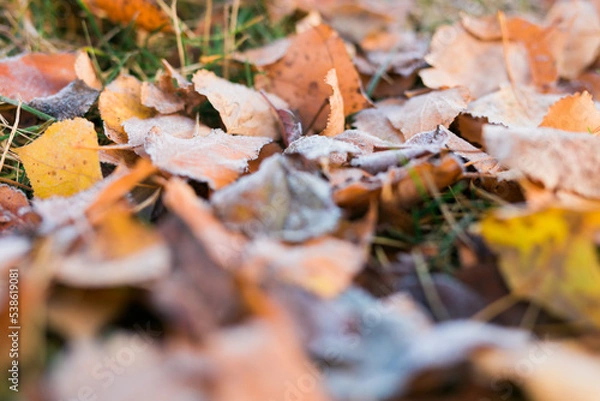 Fototapeta Frost on fallen leaves in late autumn or early winter, frost on grass at first frost - cold season concept