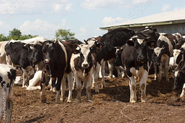 Obraz Cows in the russian farm