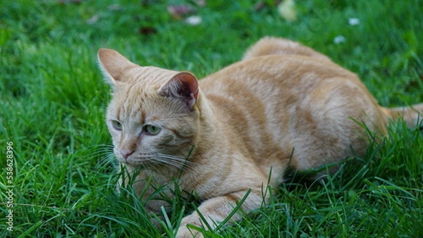 Obraz ginger cat in the grass