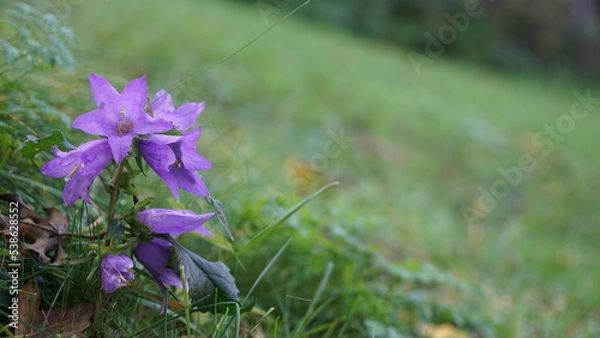 Obraz purple bellflower