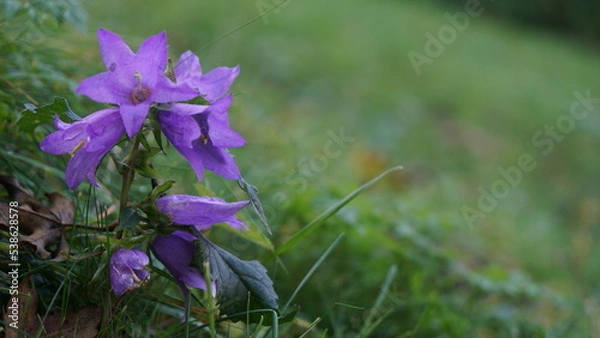 Obraz purple bellflower