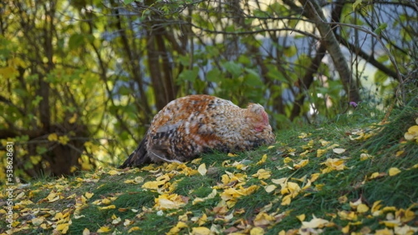 Obraz sleeping chicken