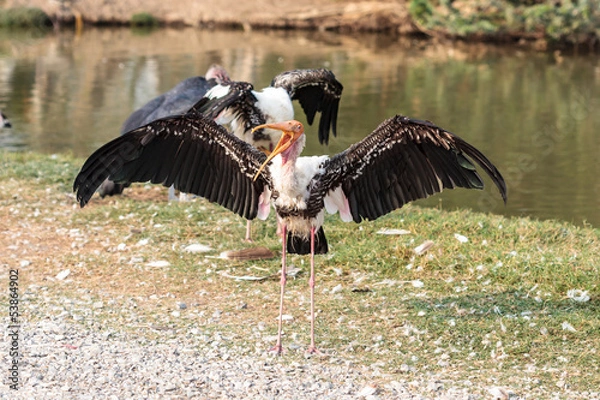 Obraz marabou stork spread wings