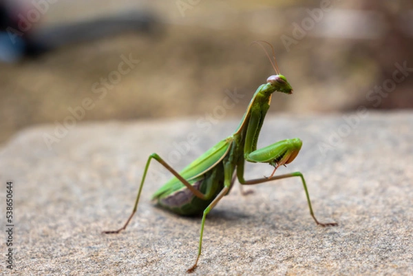 Obraz Mante religieuse