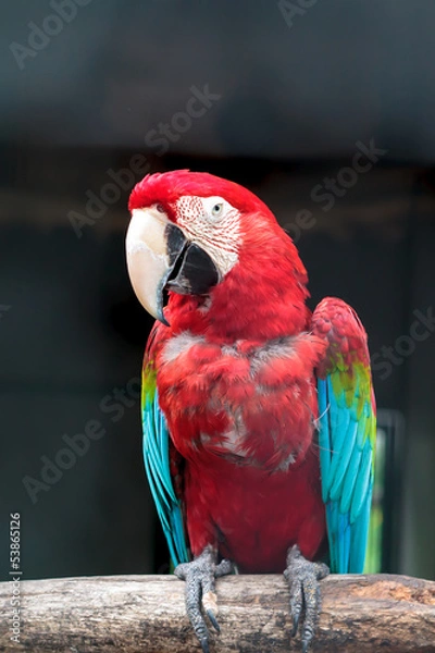 Obraz Colorful green winged macaw