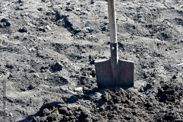 Fototapeta Garden iron shovel with a wooden handle stuck in the ground in the garden.