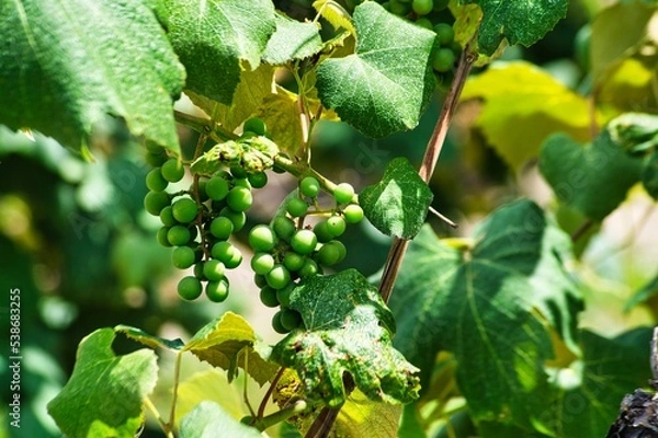 Obraz Green grapes