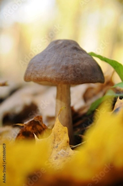 Fototapeta Mushroom with a round cap on the ground among foliage and grass. Walk in the autumn forest. Quiet hunting. Yellow fallen leaves. Autumn harvest.