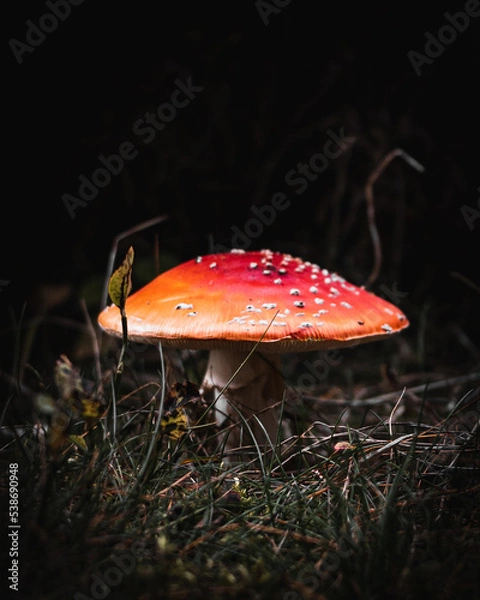 Fototapeta Beautiful nature