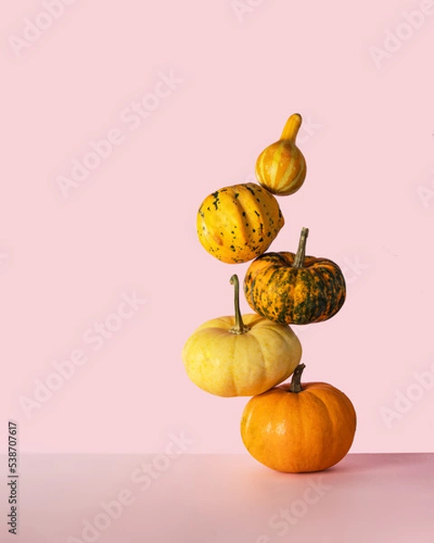 Fototapeta Little pumpkins balancing on light pink background. Minimalistic fall composition with copy space. Pastel autumn concept.
