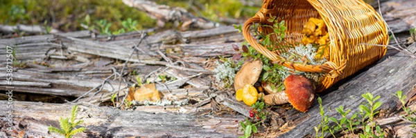 Obraz Forest mushroom boletus, cep, porcini, chanterelle collected in a wooden wicker basket. Late summer and autumn harvest. Natural food. Karelia region. Banner copy space for text