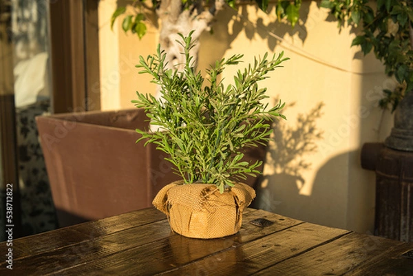 Obraz plant on wooden table
