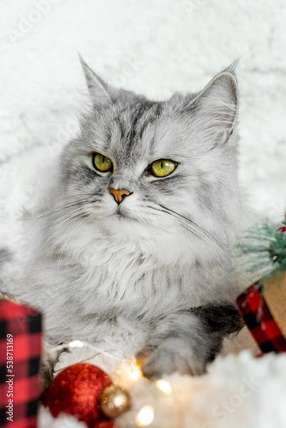 Obraz Charming gray fluffy cat lies among the gifts for the new year. The cat is waiting for the holiday and gifts. Merry Christmas and New Year 2023 concept