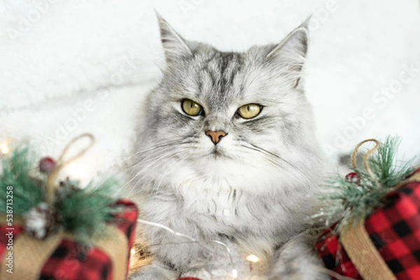 Obraz The cat is waiting for the holiday and gifts. Decor of red shiny Christmas balls, gifts in a checkered package with lights of a Christmas garland on a white fluffy soft background.