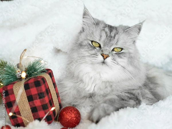 Obraz pet, cat, fluffy, funny, fur, new year, new, domestic, year, feline, home, portrait, white, festive, photography, xmas, indoors, adorable, happiness, lying, light, joy, paw, grey, humor, cozy, red, so