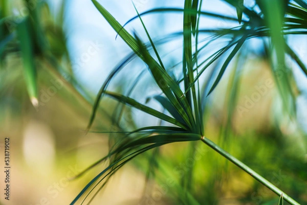 Obraz branches at the park