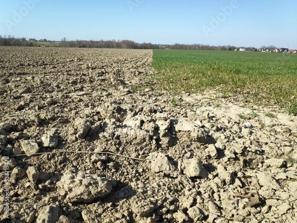 Obraz Field half green