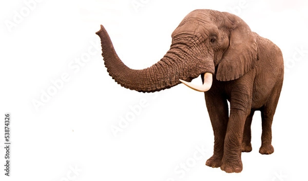 Fototapeta Elephant Isolated