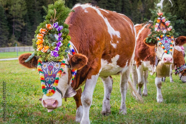 Obraz Ornate Cow parade called Almabtrieb in Zillertal, Austrian alps