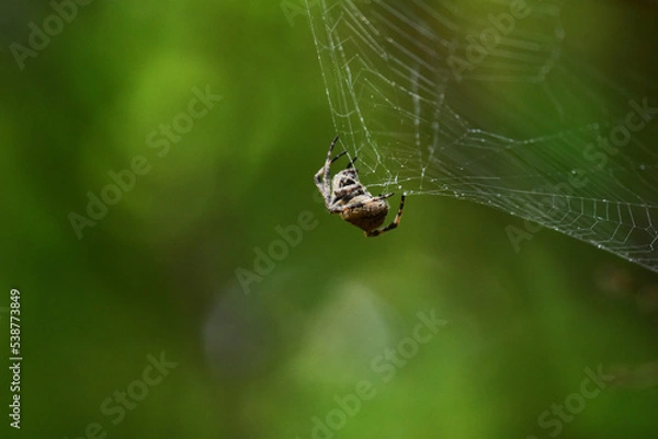 Fototapeta 蜘蛛の巣とクモ