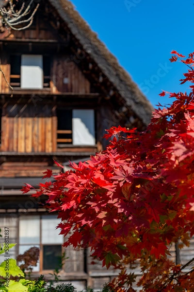 Fototapeta 白川郷合掌造りと紅葉