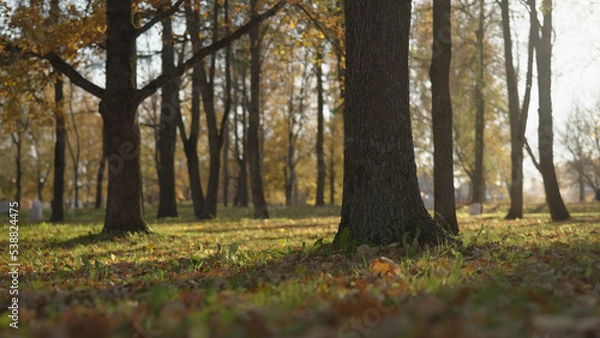 Fototapeta low angle background of park during autumn