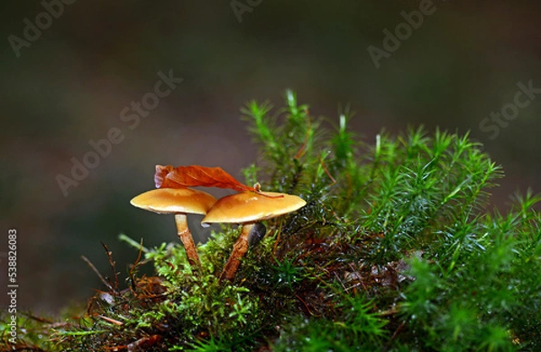 Obraz Herbstzeit im Wald