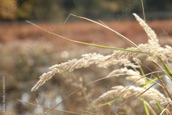 Obraz grass in the wind
