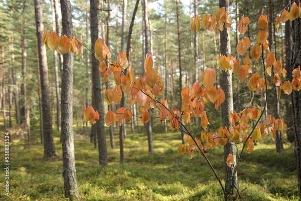 Obraz autumn in the forest