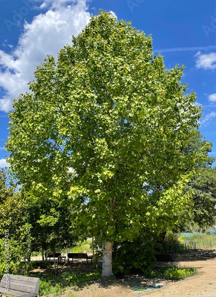 Fototapeta Tulip tree, Liriodendron tulipifera