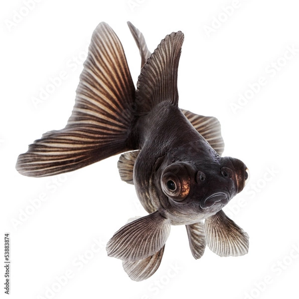 Obraz Black  Goldfish on White Without Shade