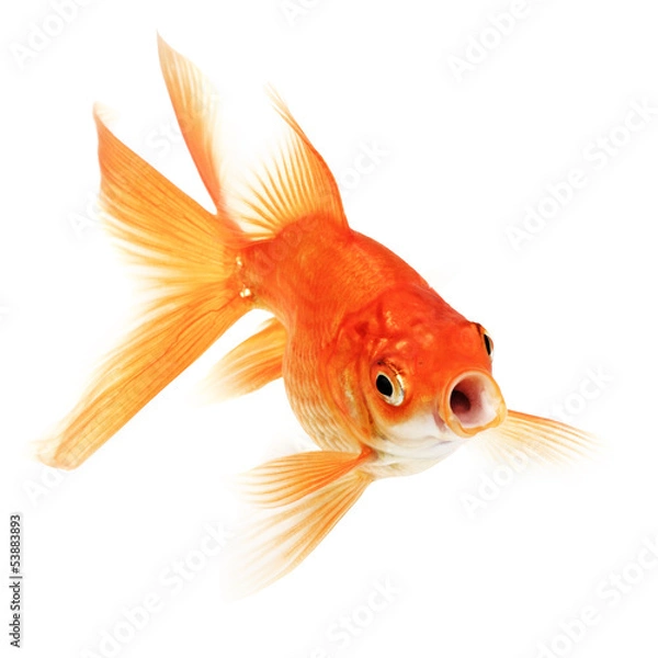 Obraz Gold Fish on White Background
