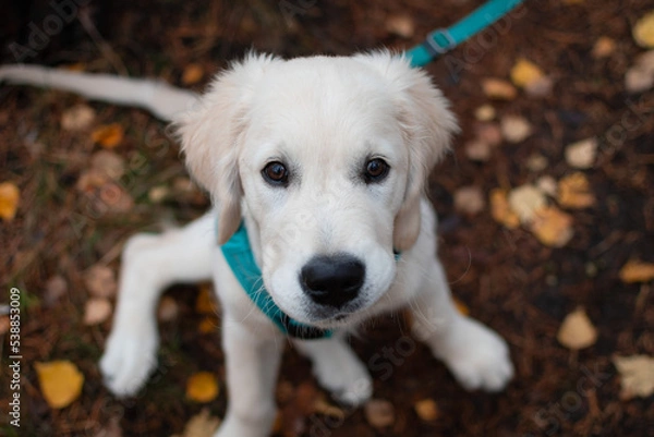 Fototapeta Cute golden retriever puppy looking at the camera sitting on the ground outside while on a walk