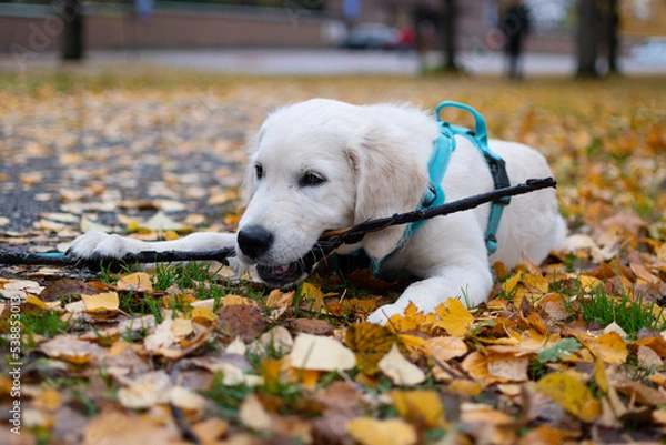 Fototapeta Cute Golden retriever puppy chewing on stick outside with colorful autumn leaves on the ground