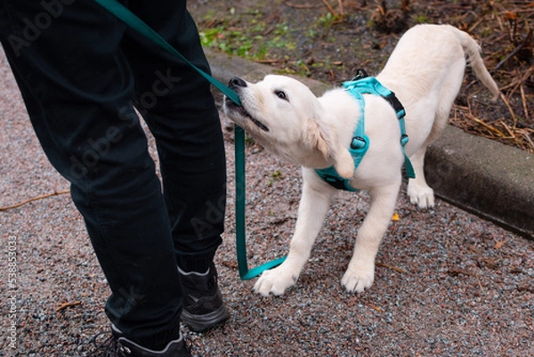 Fototapeta Golden Retriever Puppy misbehaving a walk. Dog pulling on a leash while walking.