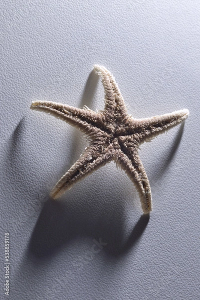 Obraz Alive starfish on white background