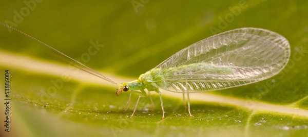 Obraz Golden Eye Lacewing
