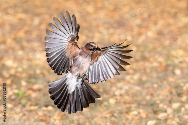Obraz Wild bird jay flies with open wings