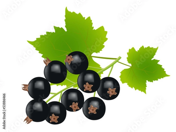 Obraz black currants