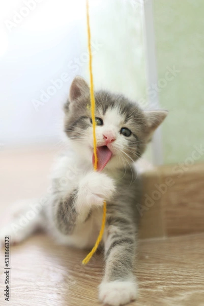 Fototapeta A small gray-white kitten is playing with a yellow woolen thread indoors. Portrait of a funny kitten with its tongue hanging out.
