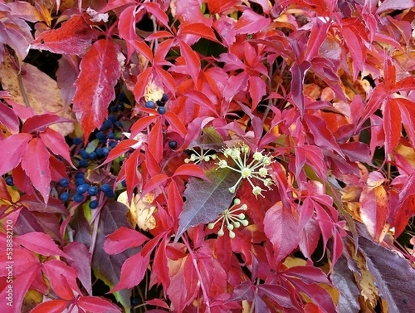Obraz wild grape leaves - red and yellow, background