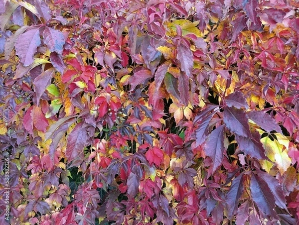 Fototapeta red and yellow grape leaves