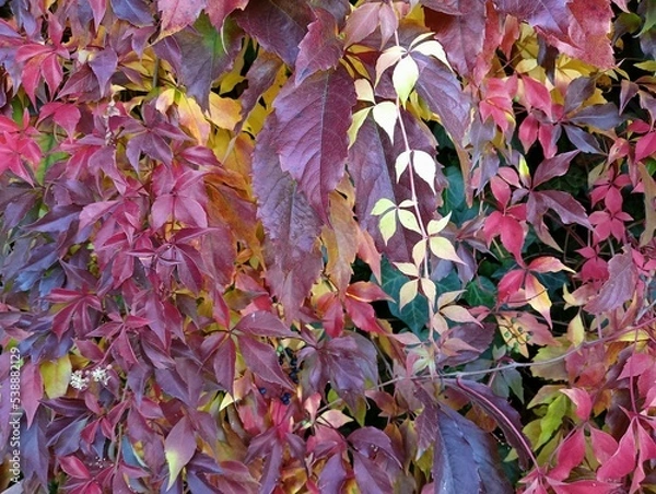 Obraz wild grape leaves - red and yellow, background